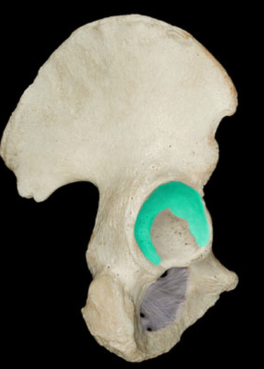 <p>smooth, cup shaped articular surface shaped like the moon</p>