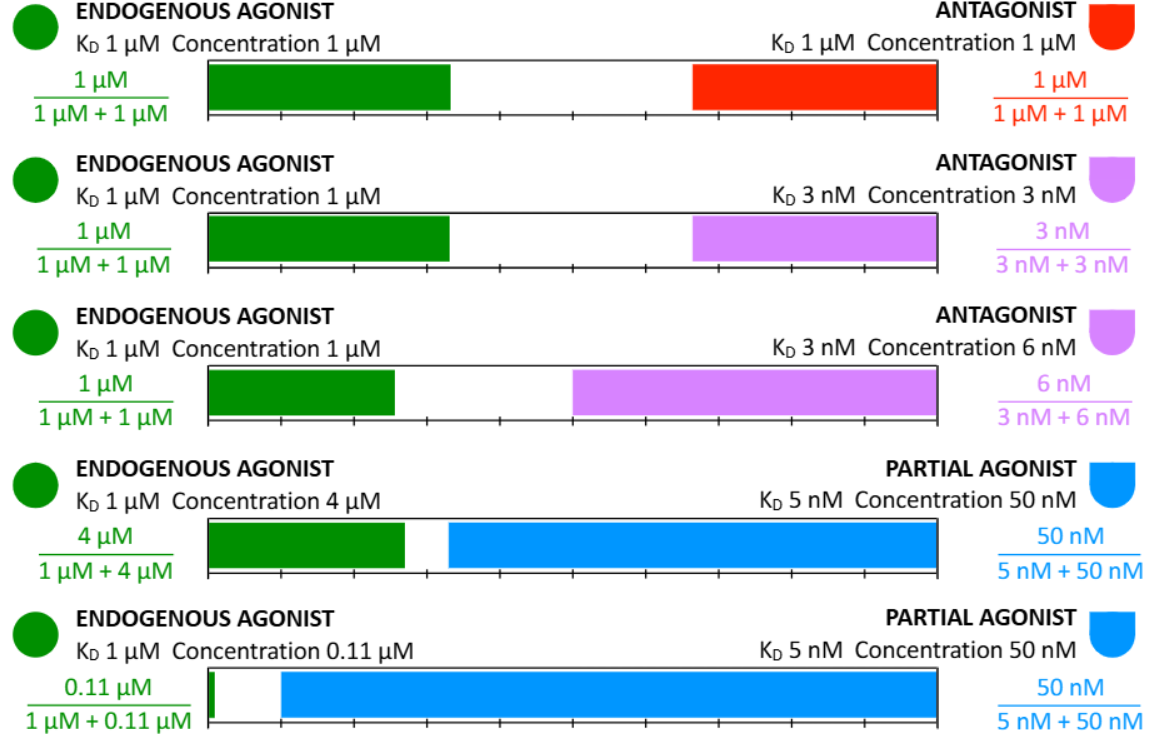 <p>Competition occurs when two or more ligands are present that bind to the same protein, with the degree of binding of each to the available targets determined by the ligand concentration relative to its ——- for that protein.</p>