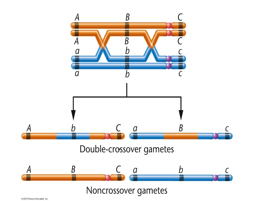 <p>occurs when two chiasmata form and there is a double exchange between two nonsister chromatids</p><ul><li><p>DCO is less likely to happen than single crossover</p></li></ul><p></p>