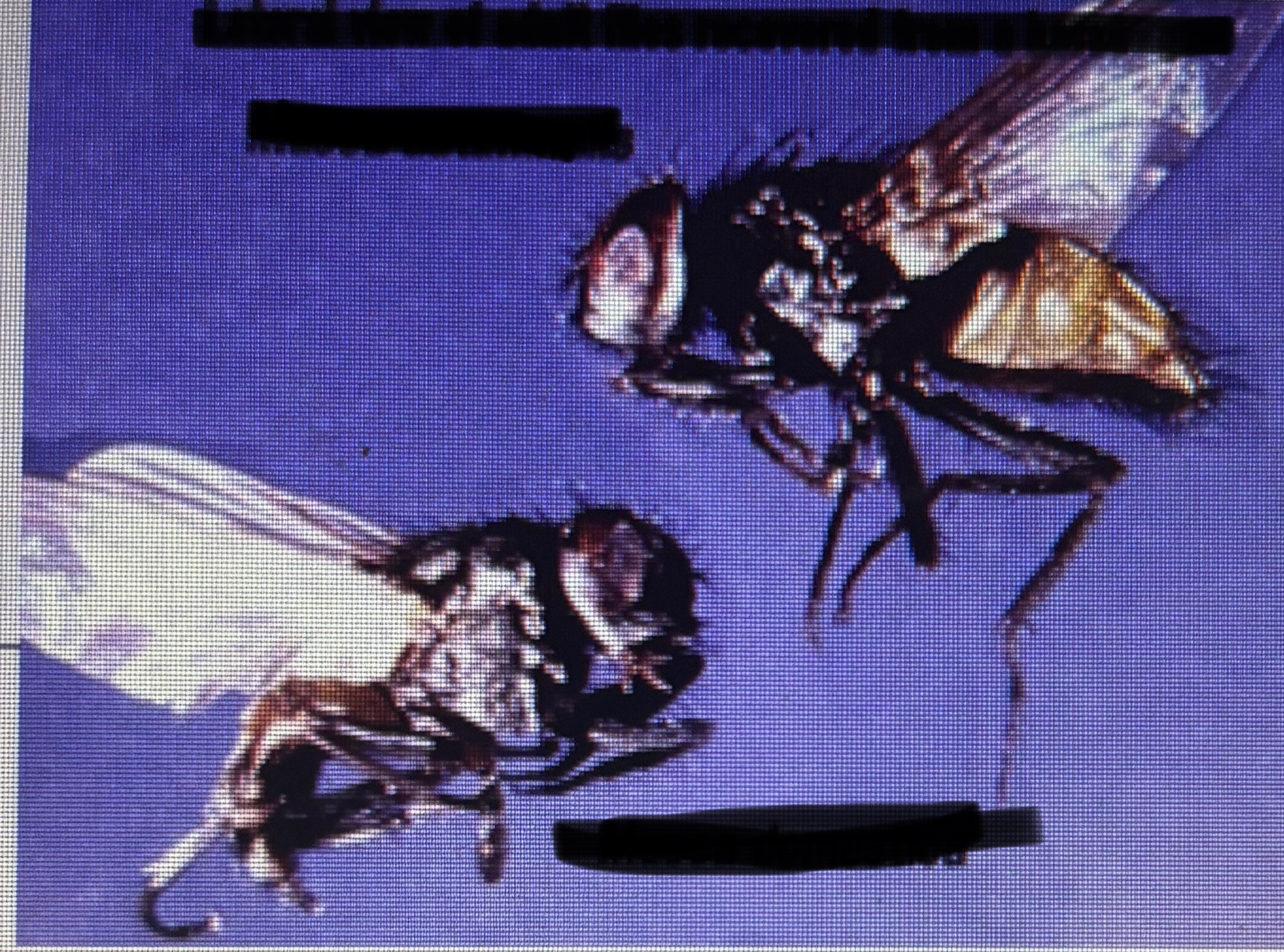 <p>Muscid fly - face fly </p><p>Vector for pink eye </p>