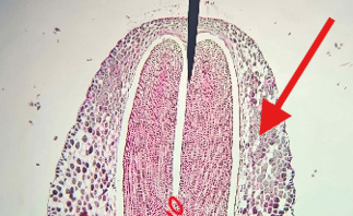 <p>What is being indicated on the Ephedra Mature Seed?</p>