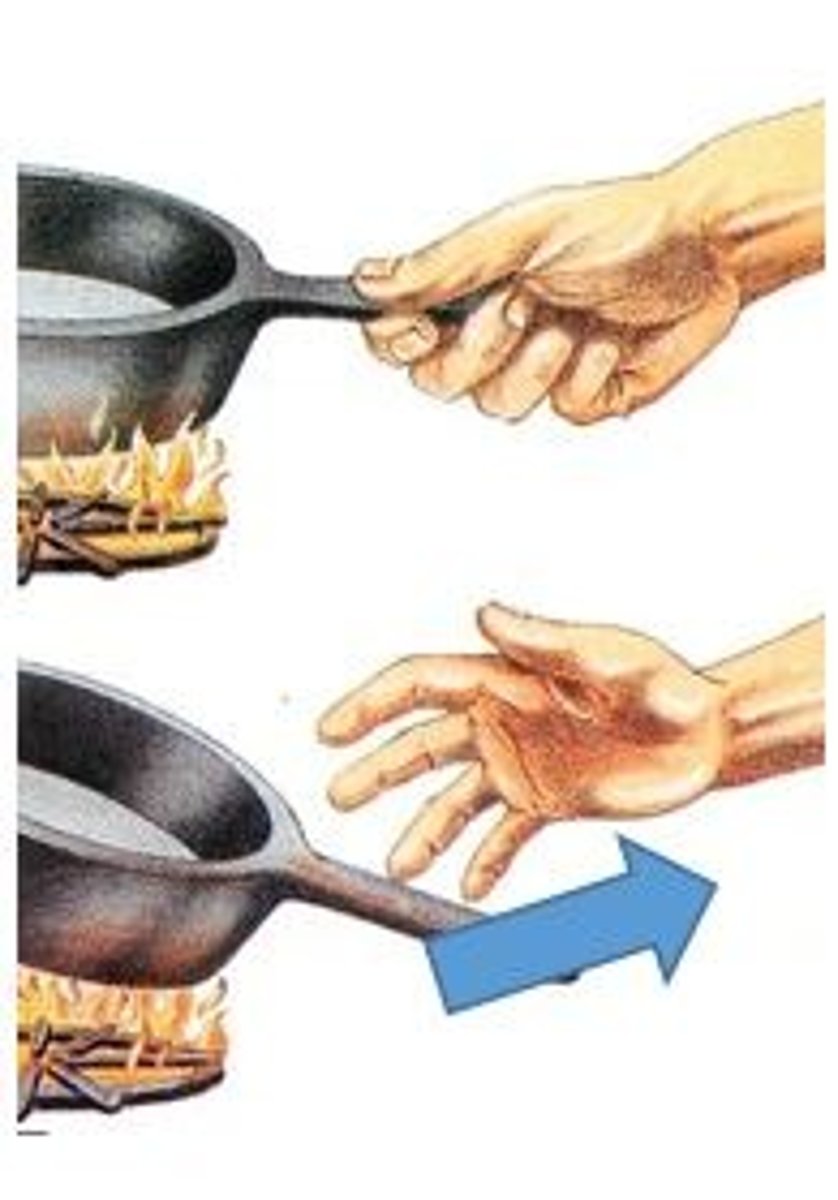 <p>An action or change in behavior that occurs as a result of a stimulus.</p>