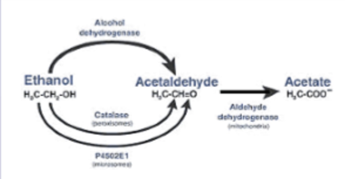 <p><strong>1. CYP2E1 in microsomes </strong>(MEOS: microsomal enzyme oxidation system)</p><p></p><p><strong>2. Catalase in peroxisomes</strong></p>
