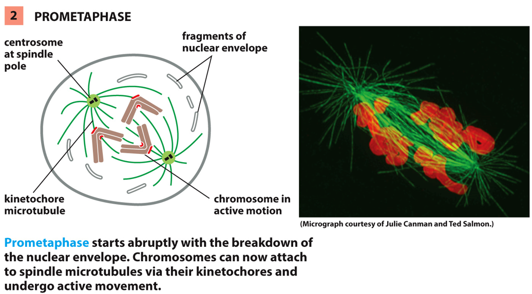__identified by__:

* breakdown of nuclear membrane into little balls of membrane
* microtubules hook up to chromosomes