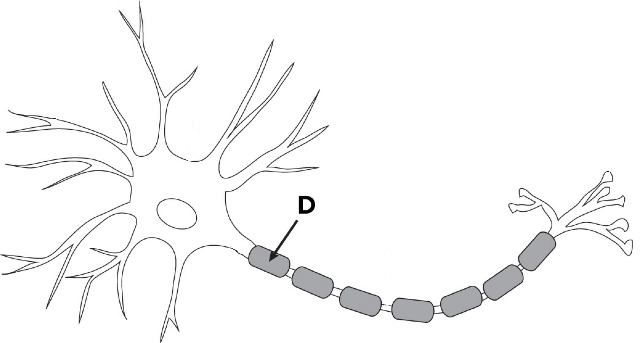 <p>Glial cells wrapped around axons that act as insulators of the neuron’s signal so they don’t become scrambled</p>