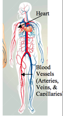 <p>blood vessels transport blood, which carries oxygen, carbon dioxide, nutrients, wastes, etc.. heart pumps blood</p>