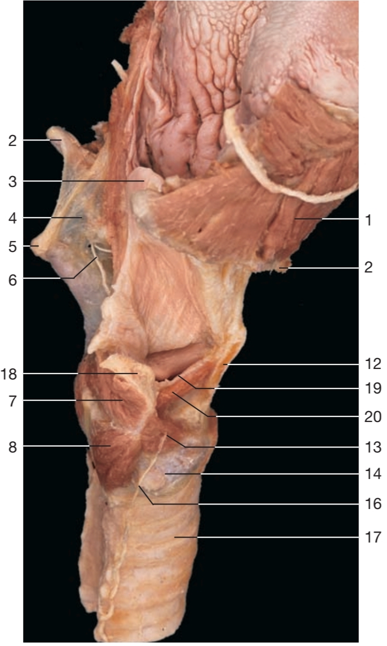 <p>19</p>