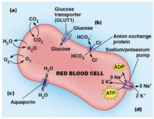 <ul><li><p>simple diffusion - oxygen and carbon dioxide </p></li><li><p>passive diffusion - glucose uniporter </p></li><li><p>indirect actove transport - anion exchange antiporter</p></li><li><p>promary active transport - Na+/K+ ATPase </p></li><li><p>aquaporins - water channels </p></li></ul><p></p>