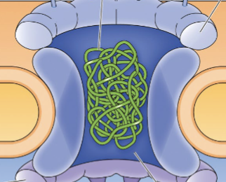 <p><span>Which structural component of the nuclear pore acts as a barrier to prevent the passage of large molecules?</span></p>