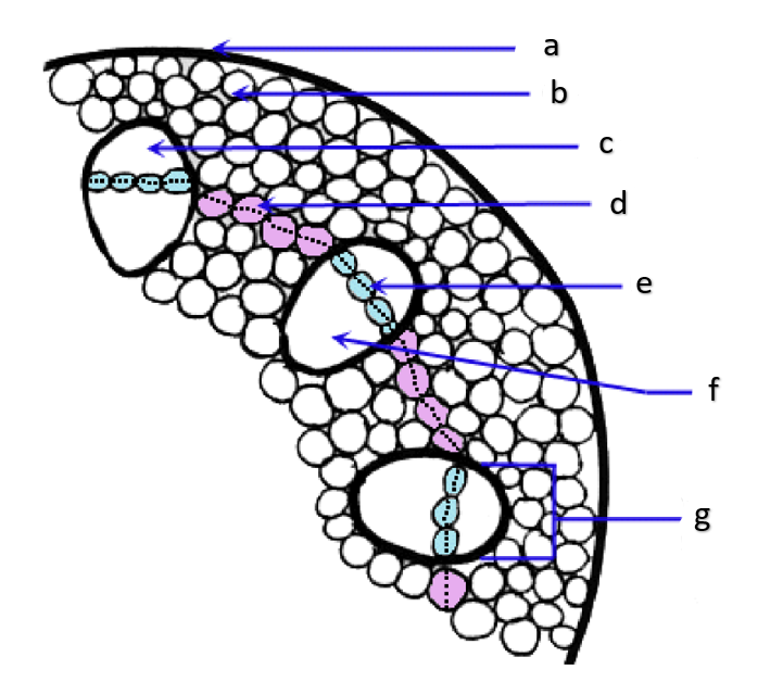 <p>g</p>