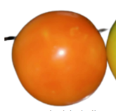<p>What is its physiological maturity and commercial maturity?</p>