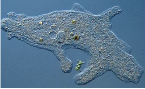 What are Amoeba