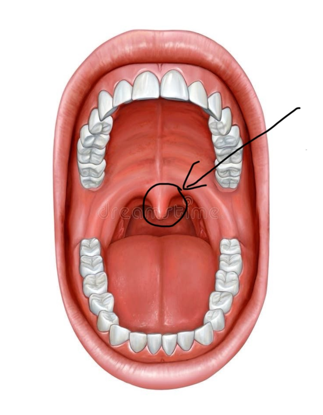 <p>Hoe noemt het aangeduide deel</p>