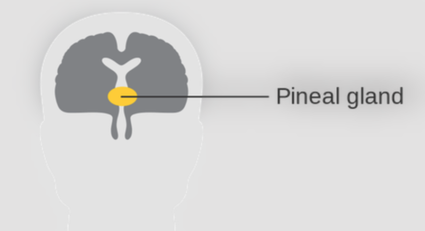 <p>Why doesn’t Descartes’ use of the pineal gland solve the interaction problem?</p>