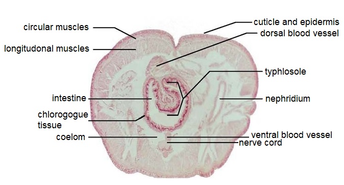 <p>Oligochaete c.s.</p>