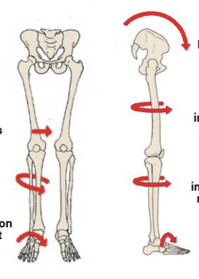 <p>Understand this graphic of the kinematic chain</p>