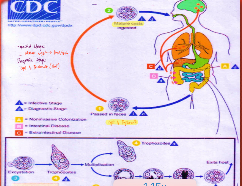<p>Life cycle?</p>