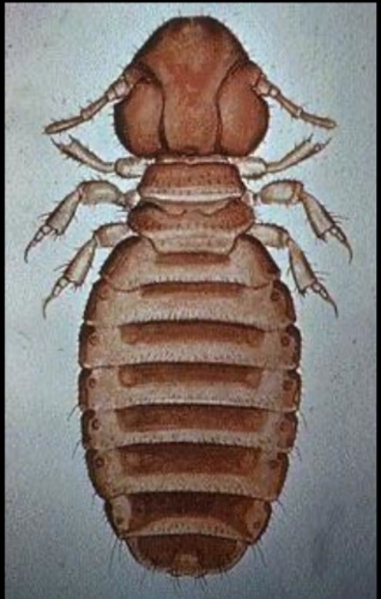 <p>which insect?</p>