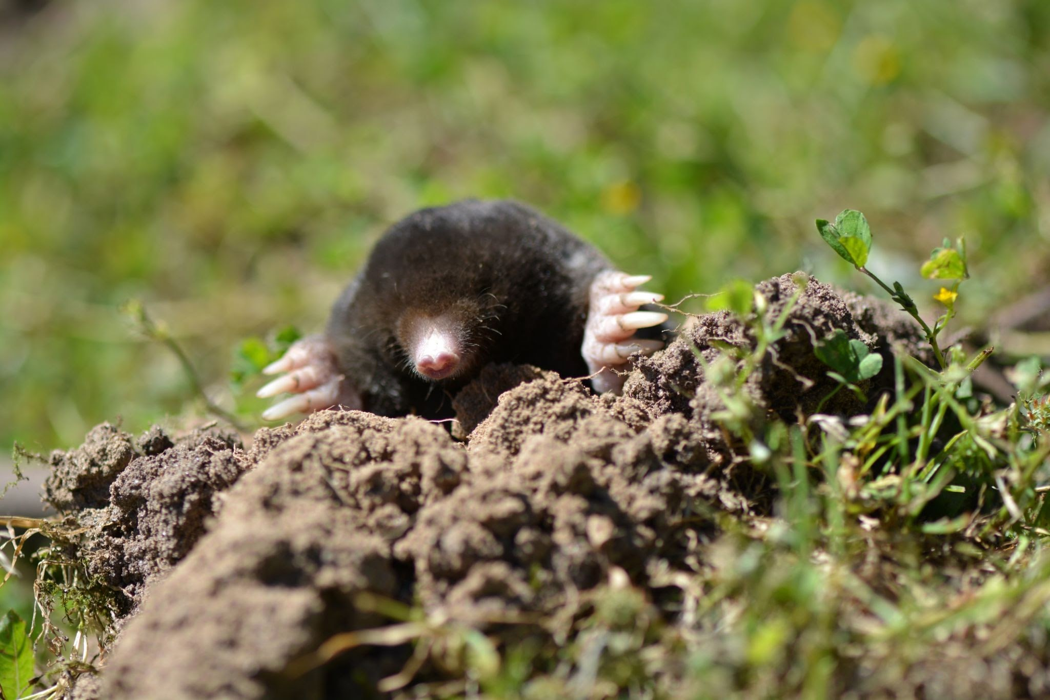 <p><span><strong>noun</strong></span></p><ol><li><p>gray with a <span><u>tinge</u></span> of brown.</p><p>"a taupe overcoat"</p></li></ol><img src="https://knowt-user-attachments.s3.amazonaws.com/a236b326-a5f3-4291-9dfa-6aedde507705.png" data-width="100%" data-align="center" alt="knowt flashcard image"><p></p>