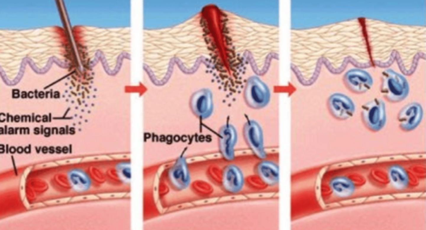 <p>"innate immune response"; nonspecific internal defense that work to contain and eliminate invaders like bacteria and viruses</p>