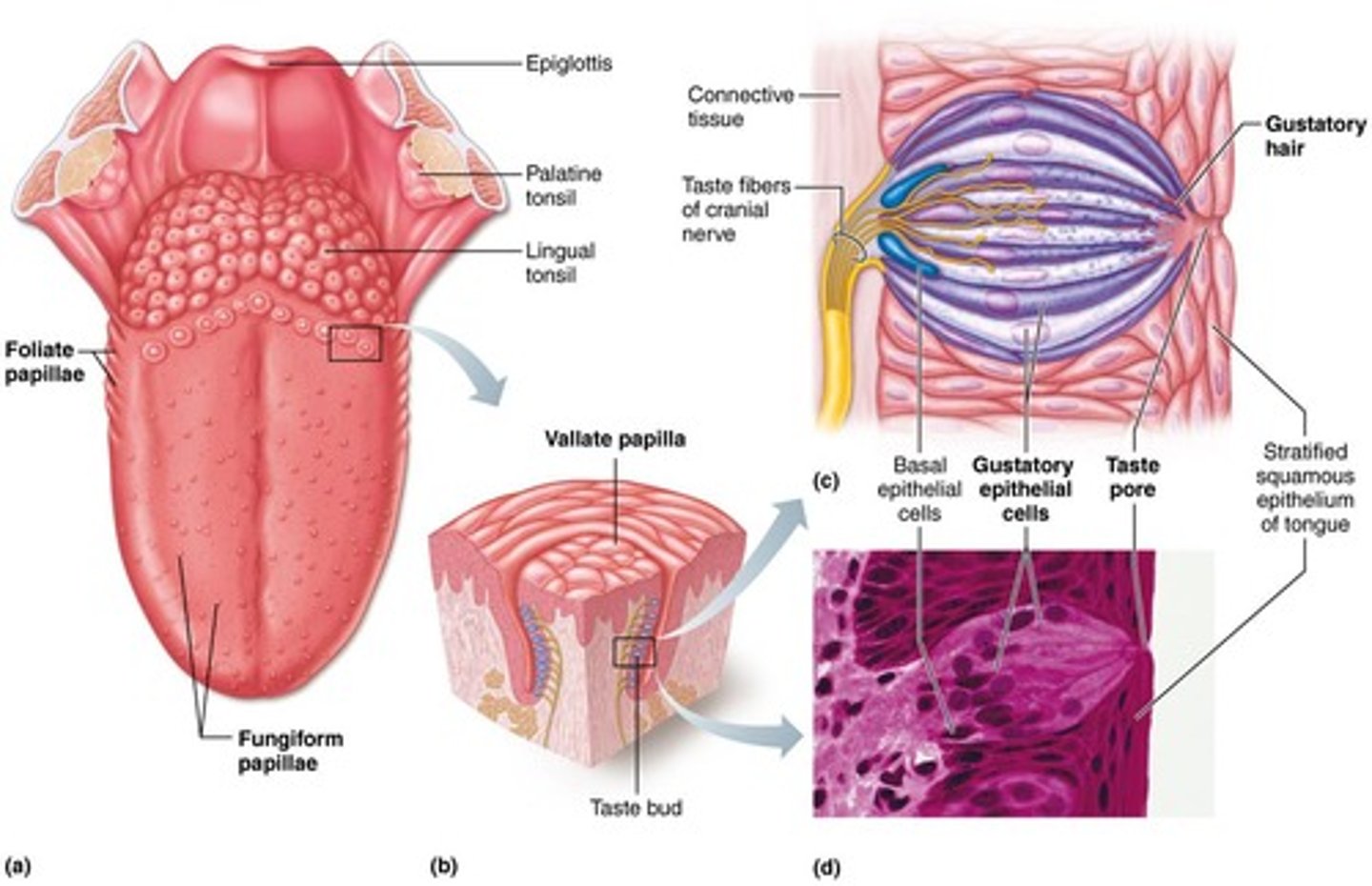 <p>Bipolar neurons with nonmotile cilia for smell.</p>