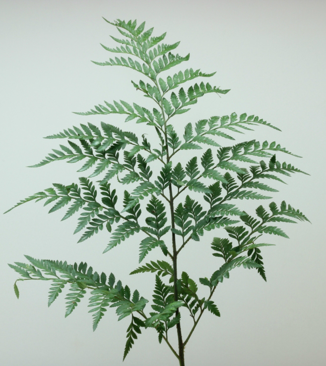 <p>What is the common name and form of this foliage?</p>