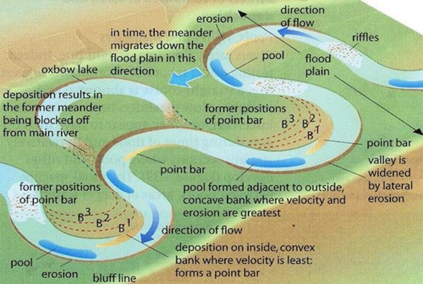 <p>Meanders form through erosion on the outside bend, where water moves faster, and deposition on the inside bend, where water moves slower.</p>
