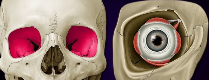 <ul><li><p>eye socket which holds the eye</p></li><li><p>has a tiny hole at the end </p></li></ul><p></p>