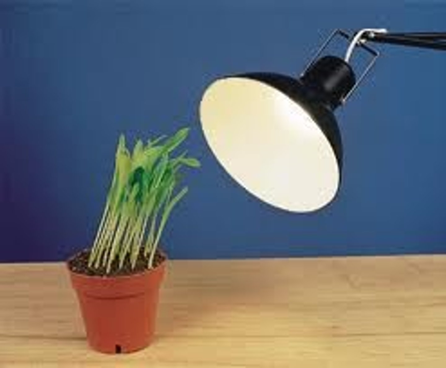 <p>A growth response to light</p>