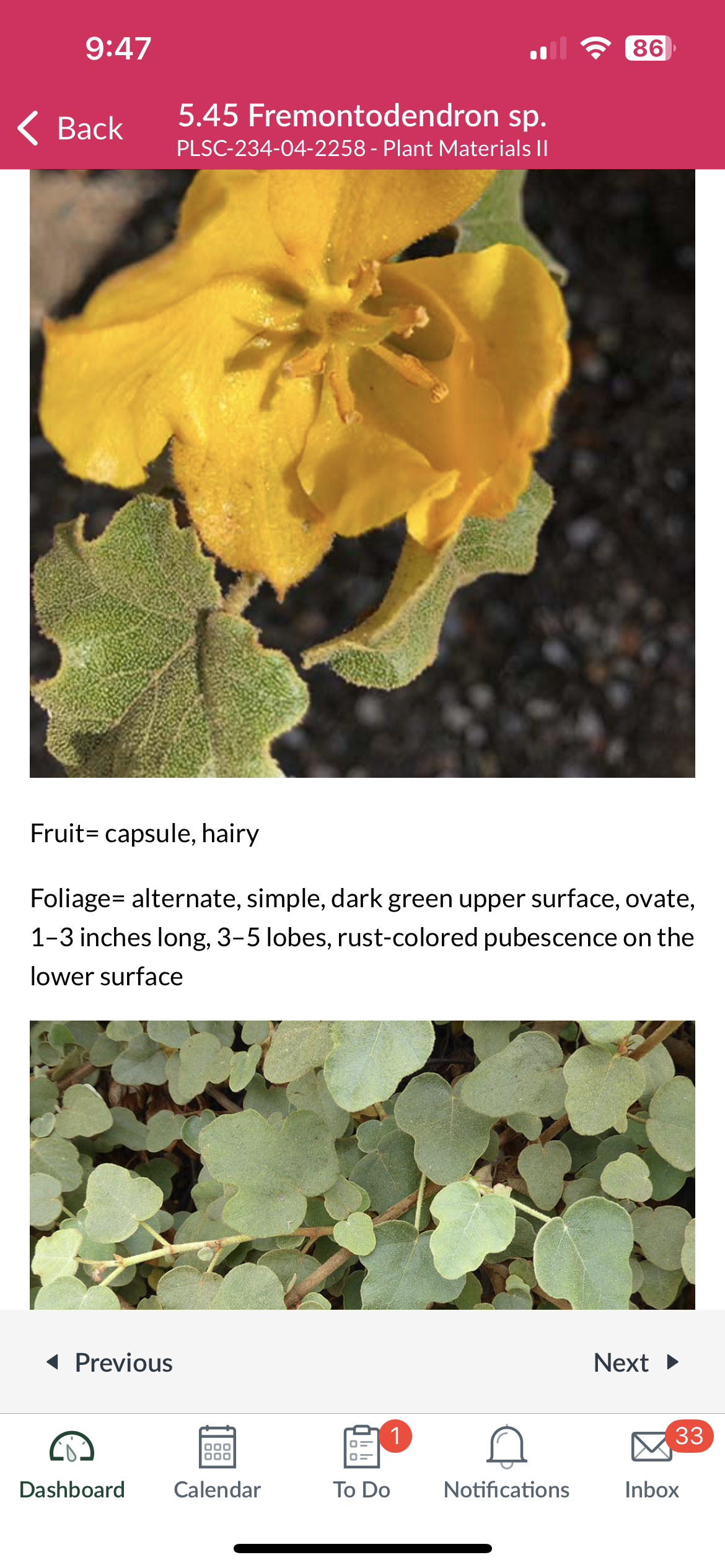 <p>Fremontodendron so. </p>