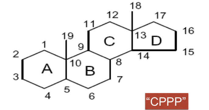 <p>STEROID HORMONES:</p>