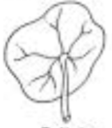 <p>Base</p>