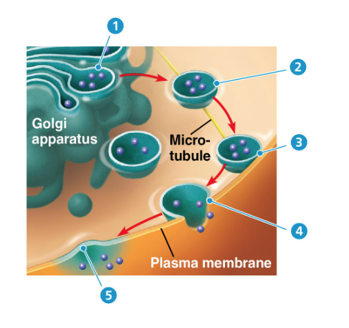 <p>vesicles fuse with the membrane and release their contents outside the cell </p><p>ex: insulin </p>