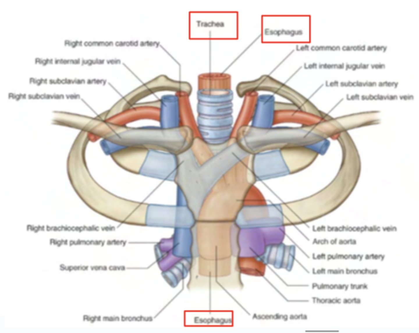 <p>superior medianistum</p><p>anterior to esophagus</p><p>behind the manubrium of the sternum</p><p>FROM LARYNX TO T4-T5</p>