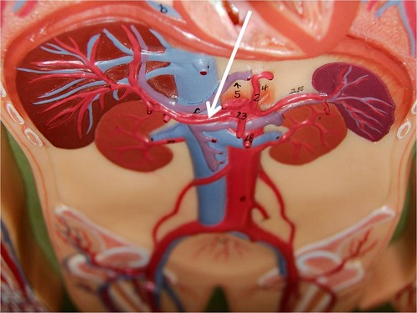 <p>arises from the celiac trunk to supply the liver</p>