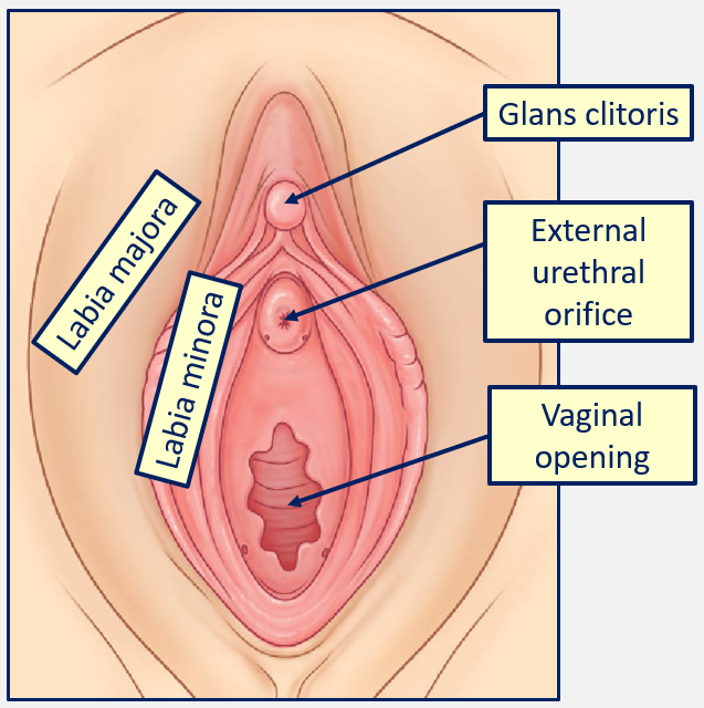<p>Opens in the vestibule, a depression between the labia minora </p>