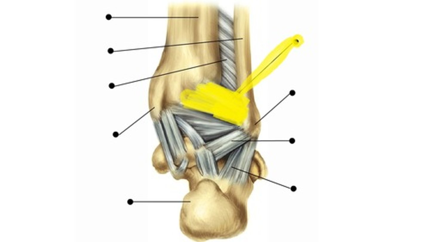 <p>posterior tibiofibular</p>