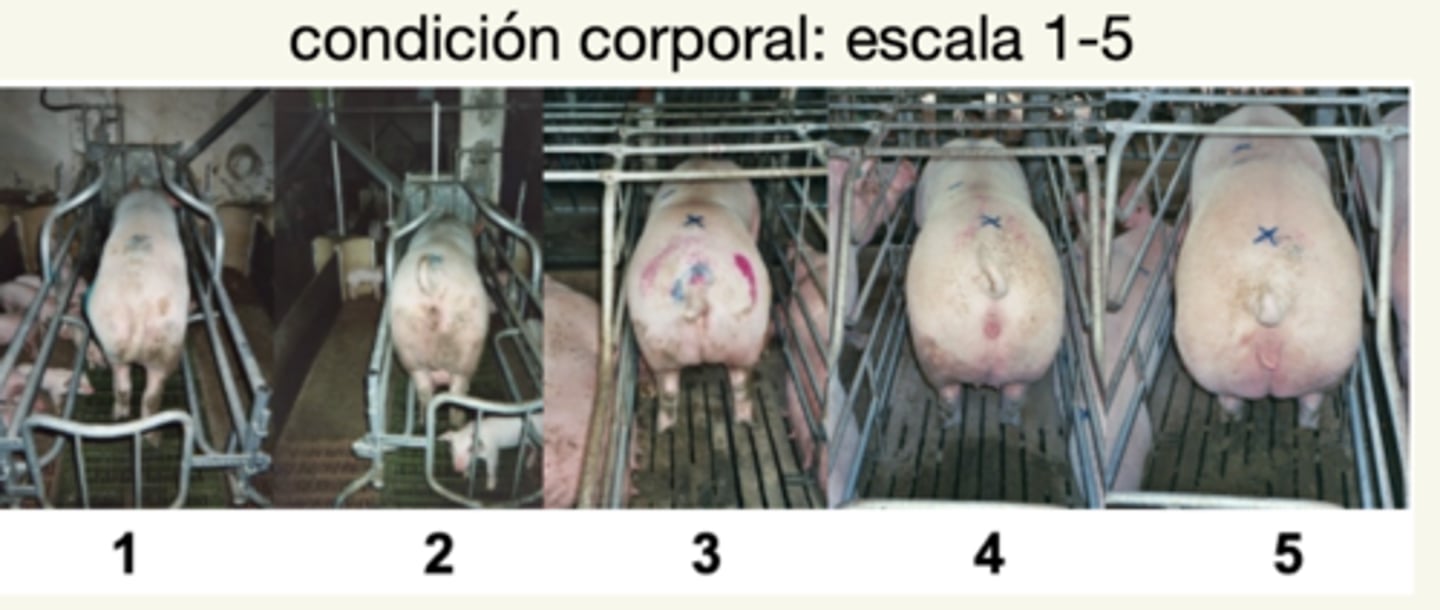 <p>con el espesor de la grasa dorsal y profundidad del lomo.</p><p>medido con ultrasonidos.</p>