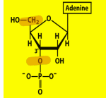 <p>Name structure and importance </p>