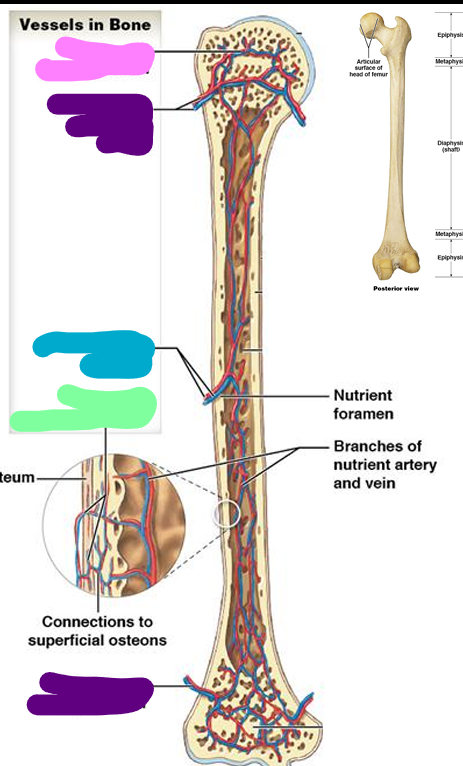 <p>blue; enter through nutrient foramen</p>