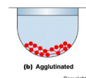 <p>Cells in a well coated with antigens or antibodies. If a serum is positive for antigen or antibody, then they will link together creating a mat at the bottom.</p>