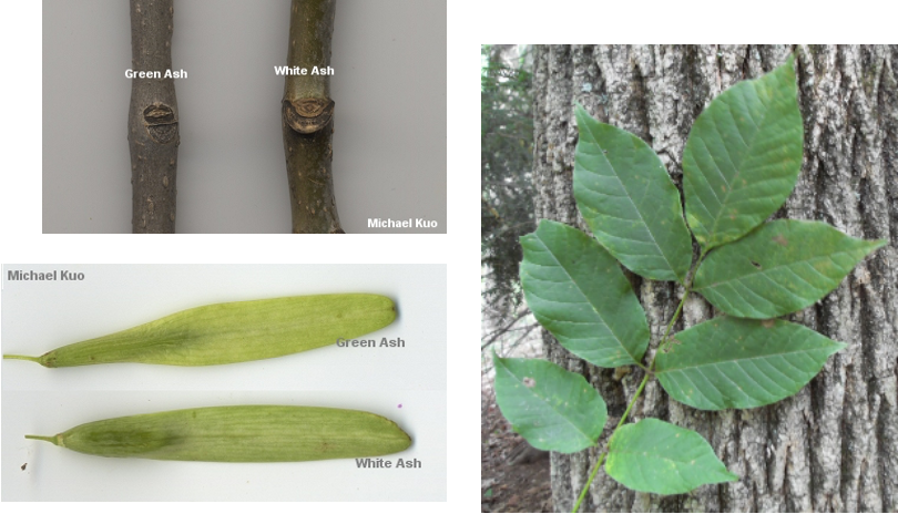 <p>single leaf samara in clusters</p><p>lower side of leaves are lighter than green ash. bud is INSIDE twig scar>? smooth shape of samara</p>
