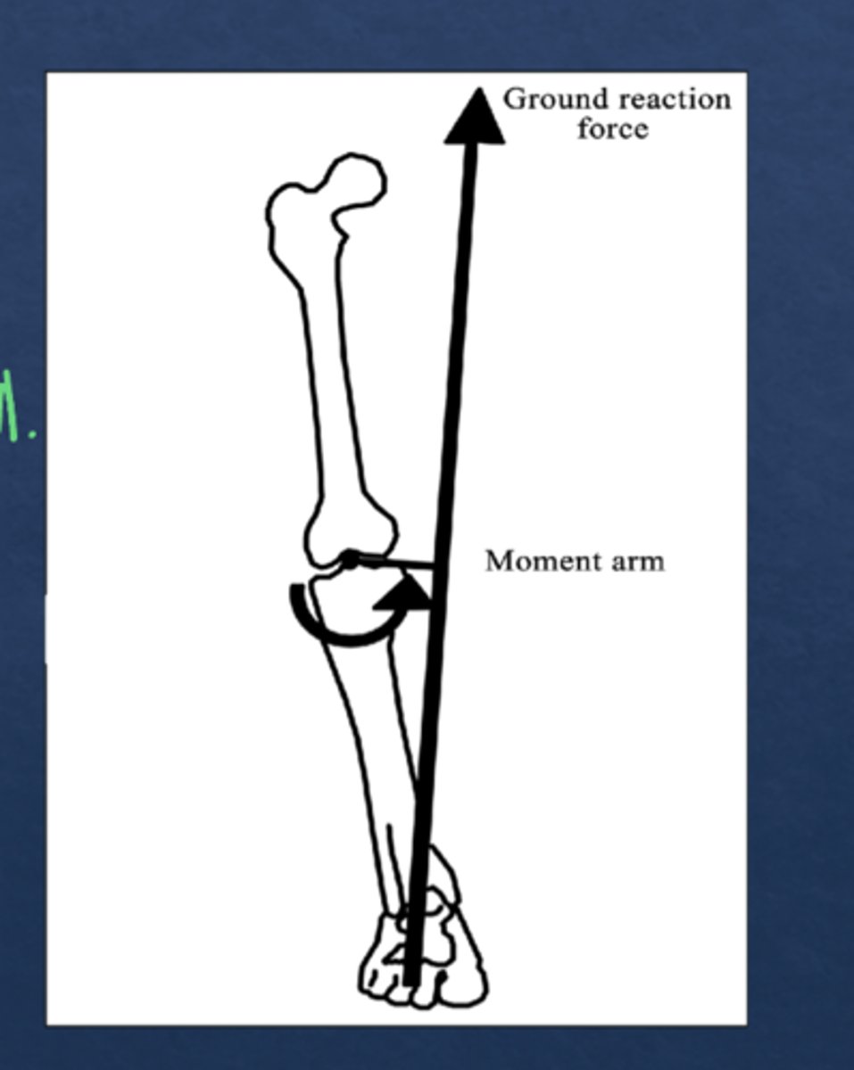 <p>- Eccentric tibalis posterior</p>