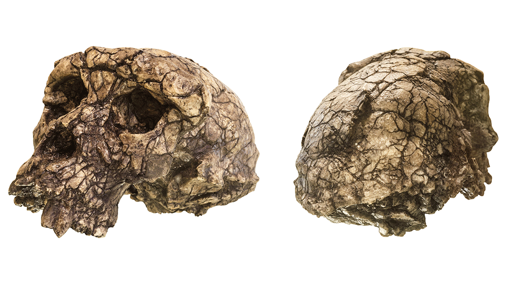 <ul><li><p>Sahelanthropus Tchadensis</p></li><li><p>Found in the Sahara desert in Chad</p></li><li><p>The earliest skull found in human evolution so far</p></li><li><p>Believed to have walked on two legs, but there are many doubts</p></li><li><p>Thigh and femur which resembled an ape were suspiciously discarded by the founder, potentially to hide the fact Toumai was not biped</p></li></ul>