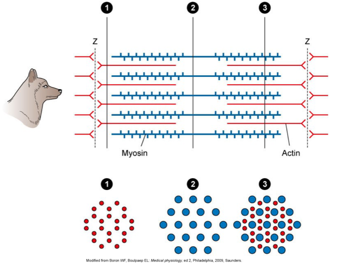 <p>thin filament = actin</p><p>tick filament = myosin</p>