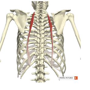 <p>Pars thoracalis</p><ul><li><p><strong>Proximaal:</strong> <span><span>iliocostales lumbales</span></span></p></li><li><p><strong><span>Distaal: </span></strong><span><span>angulus costae ribben 1-6</span></span></p></li></ul><p></p>