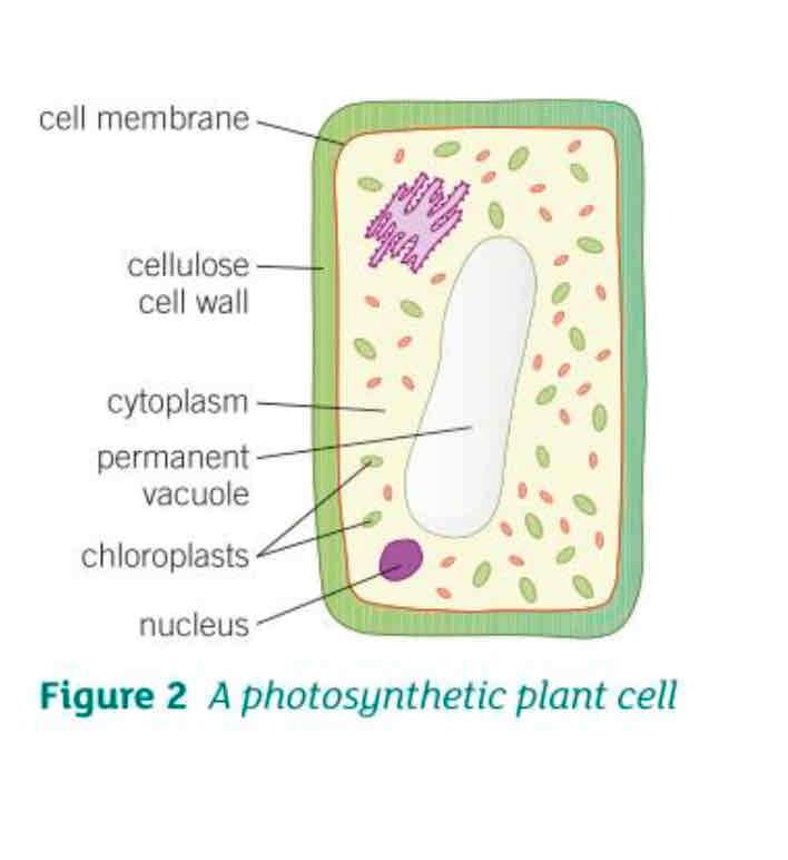 <ul><li><p>Contain chloroplasts containing chlorophyll that trap the light needed for photosynthesis</p></li><li><p>Positioned in continuous layers in the leaves and outer layers of the stem so that they absorb as much light as possible</p></li><li><p>Large permanent vacuole that keeps the cell rigid as a result of osmosis</p></li></ul>