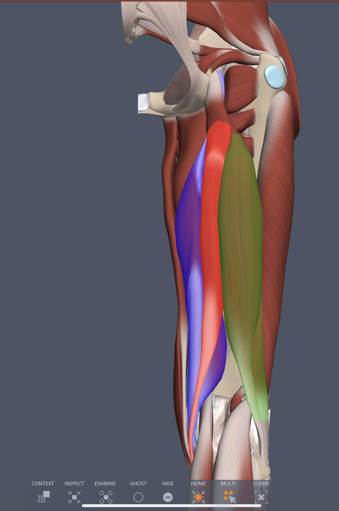 semimembranosus (posterior thigh) innervation
