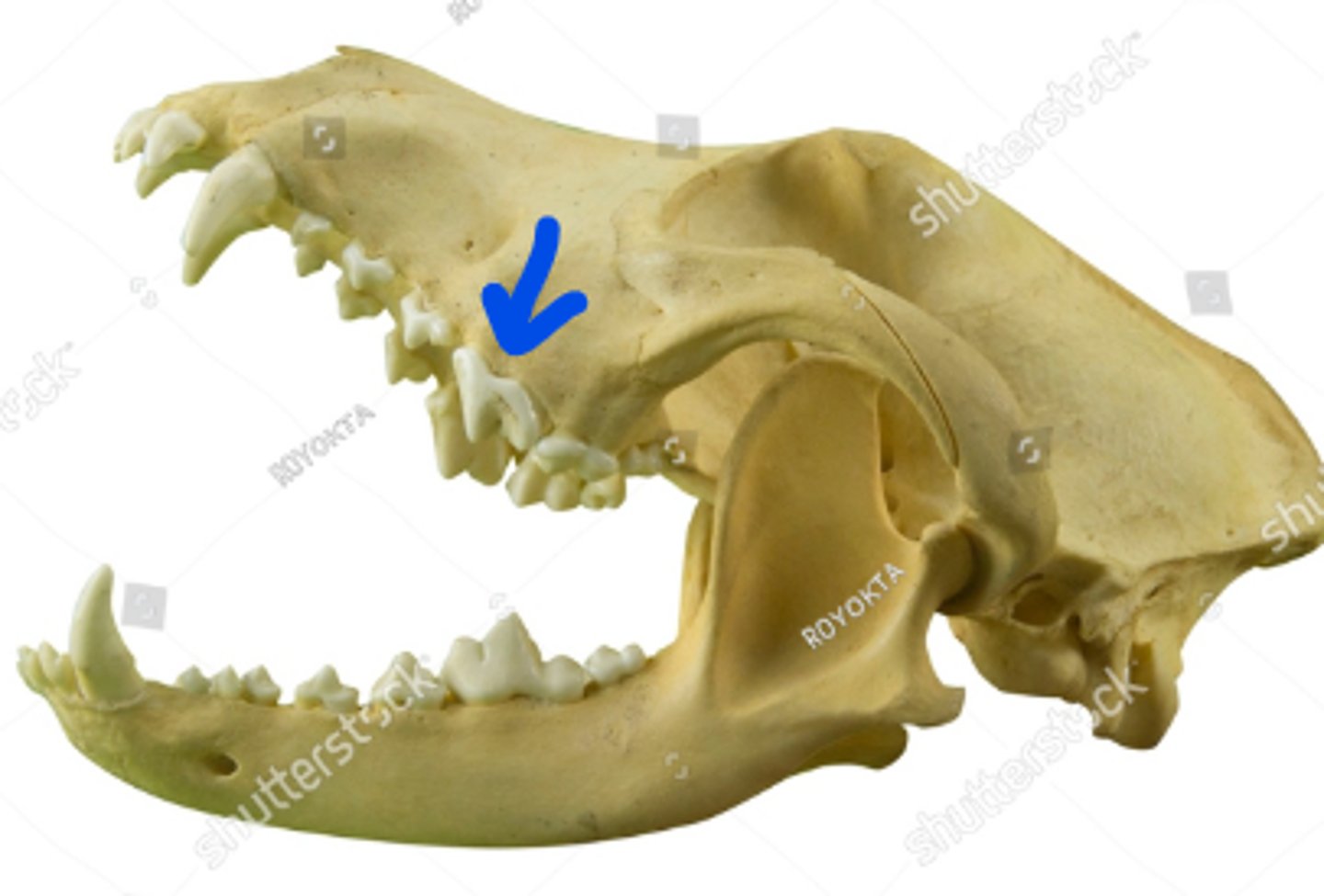term image