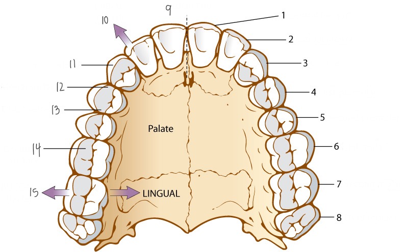 <p>8</p>